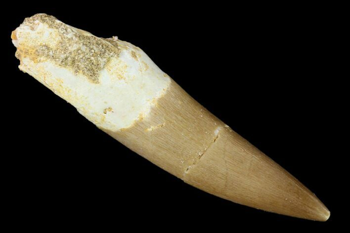 Fossil Plesiosaur (Zarafasaura) Tooth - Morocco #160589